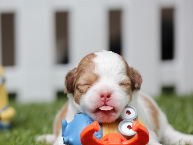 Isi exprima sentimentele in cele mai adorabile moduri posibile