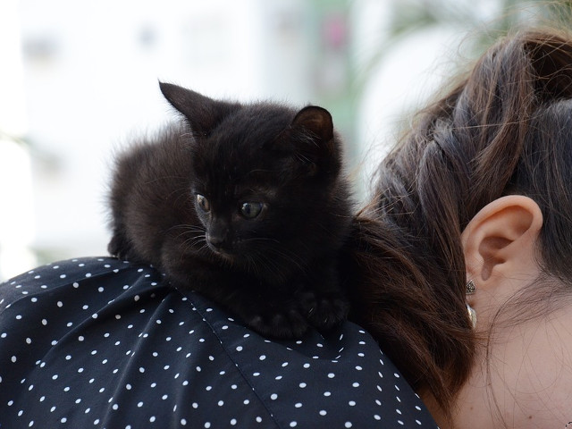 "Un pisoi obisnuit isi pune mai multe intrebari decat orice copil de 5 ani" (Carl Van Vechten)