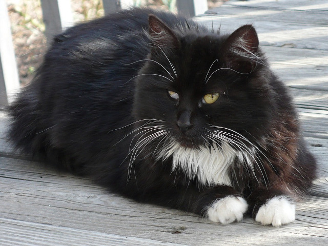 Chiar si atunci cand sunt plictisite sunt adorabile