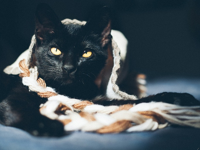 "Pisica are prea mult spirit pentru a nu avea inima" (Ernest Menaul)