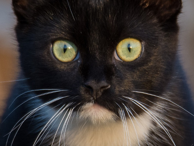 O imagine valoreaza cat o mie de cuvinte...