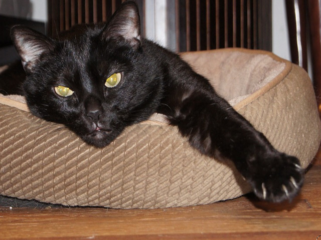 "Pisicile stiu cum sa obtina hrana fara munca, adapost fara limitarea libertatii si dragoste fara pedeapsa" (W.L. George)