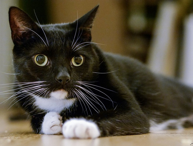 "Nu exista pisici obisnuite" (Colette)