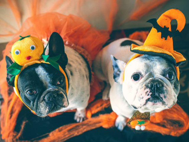 Sa fie cele mai bune costume?