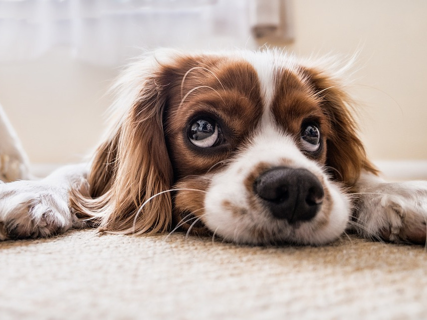 Caine de dimensiuni mici si medii