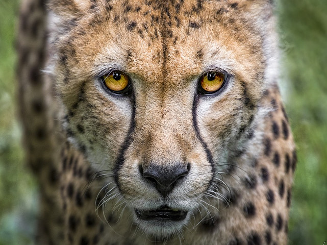 In ultimii 40 de ani, peste 50% din animalele salbatice au disparut de pe planeta