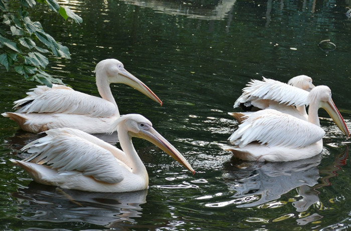 Cea mai reusita sincronizare