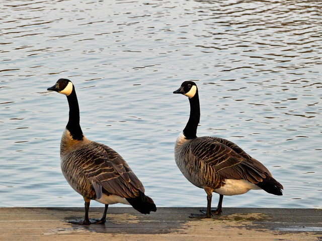 Zici ca sunt trase la indigo!