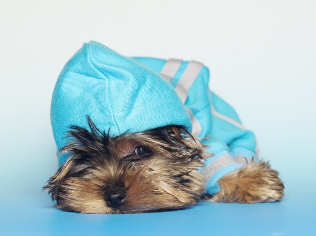 Sunt simpatici si atunci cand stau suparati