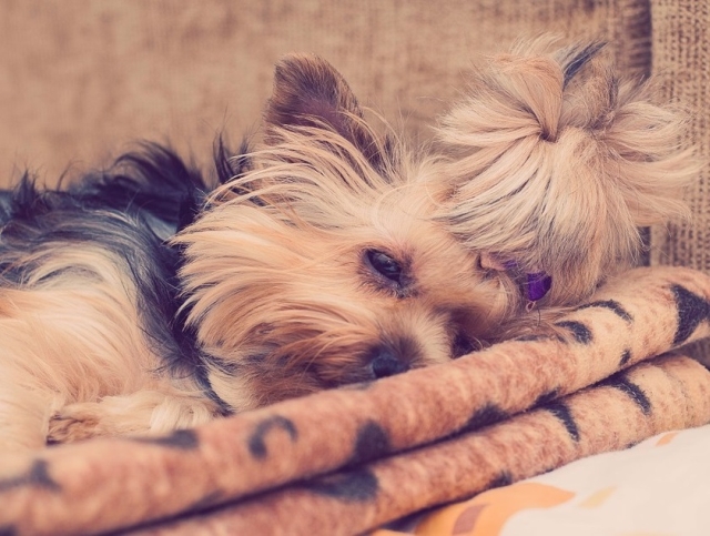 Sau cand se odihnesc