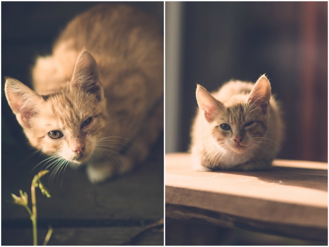 Nu, aceasta pisicuta nu ne face cu ochiul, ci are o afectiune