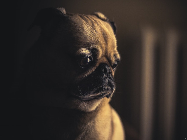 Un catelus care nu pare sa se simta in largul sau