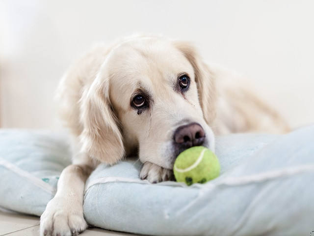 Atunci cand stapanii sunt suparati, nici cainii nu pot fi voiosi si jucausi