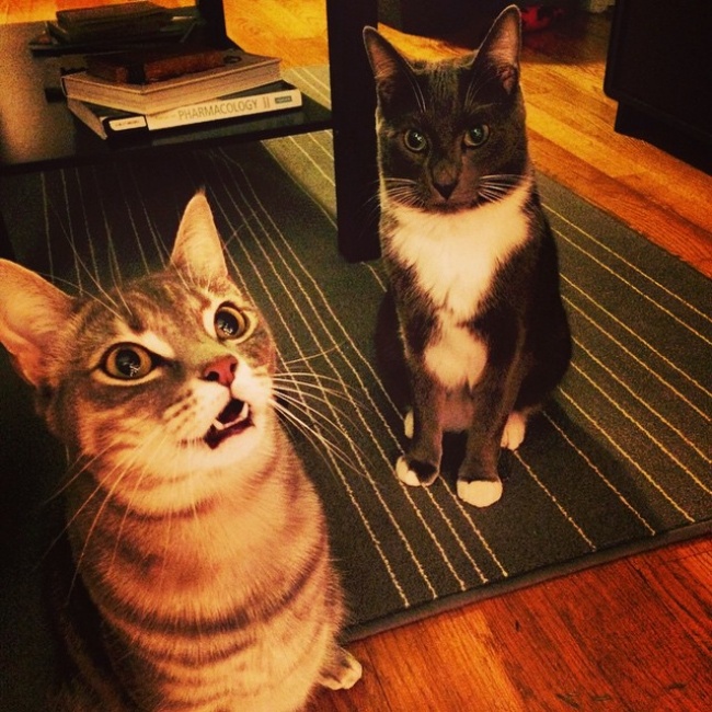 O pisica vede pentru prima data un brad de Craciun