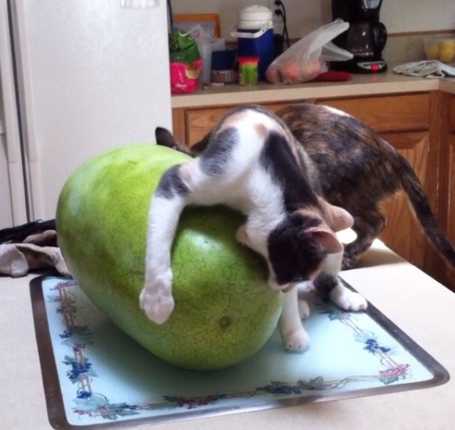 O pisica vede pentru prima data un pepene