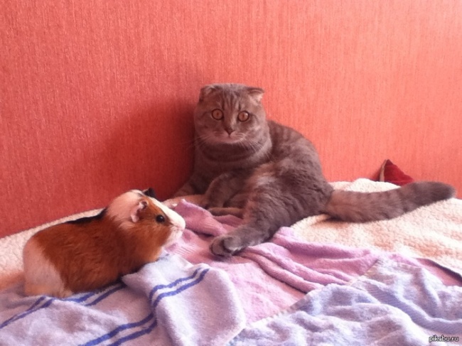 O pisica isi vede noul prieten pentru prima data