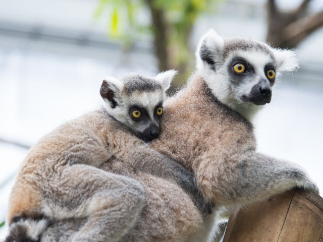 Imbratisarea construieste incredere