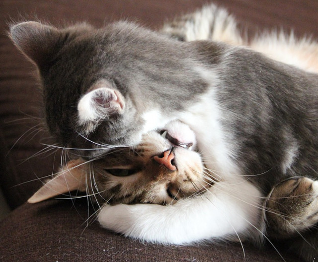 Imbratisarile vindeca