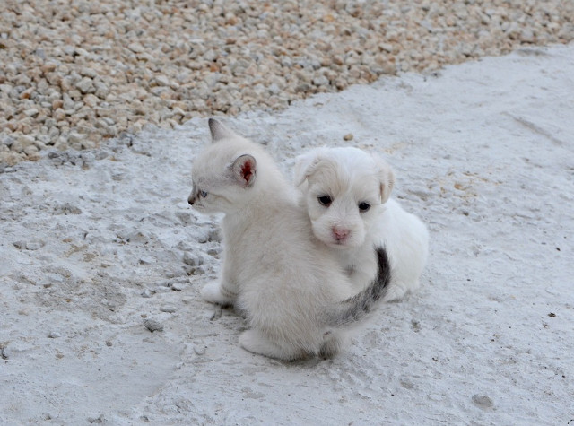 Pisicile si cainii pot fi cei mai buni prieteni
