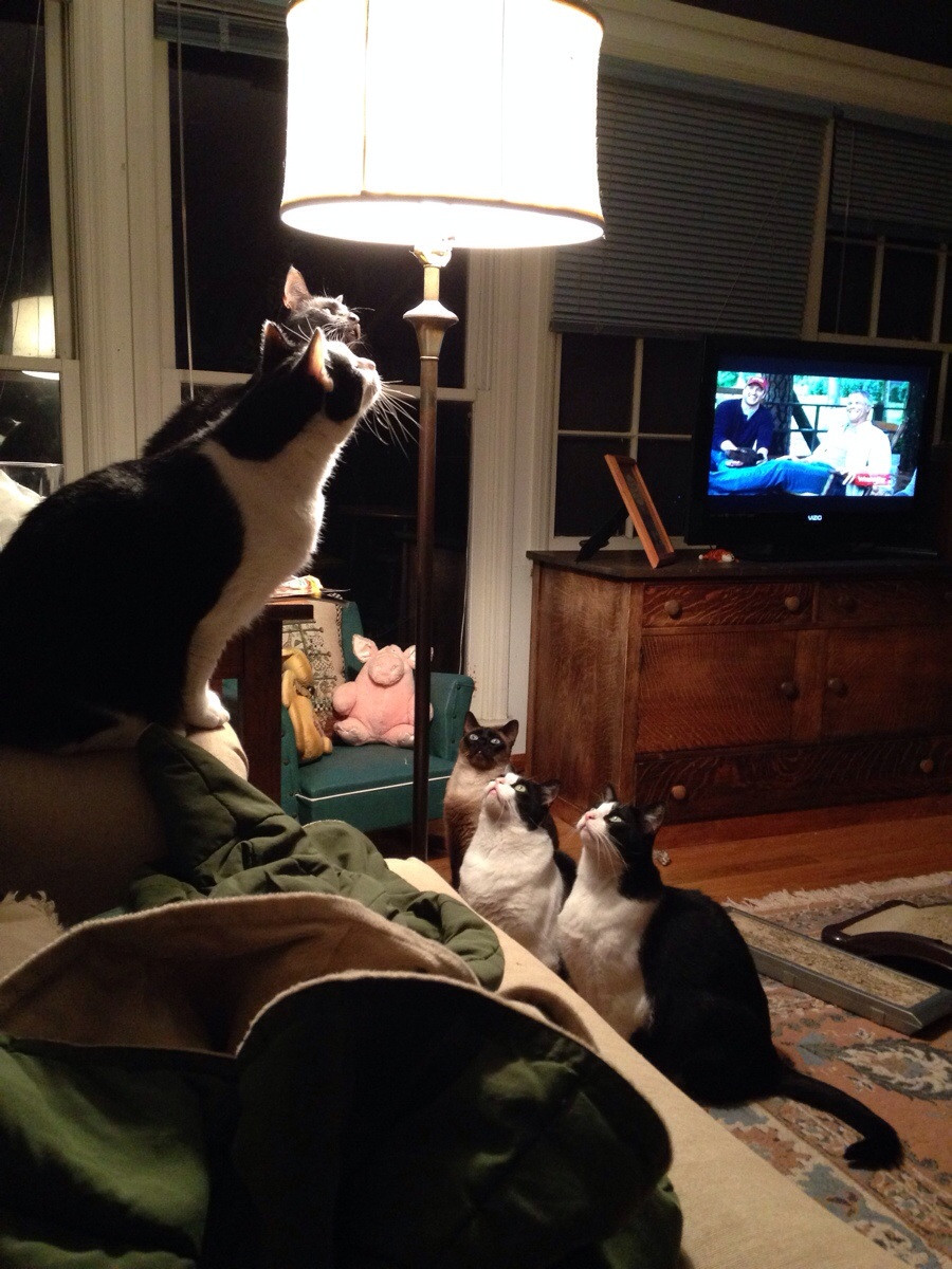 Cinci pisici, de-a dreptul uluite de o... lampa