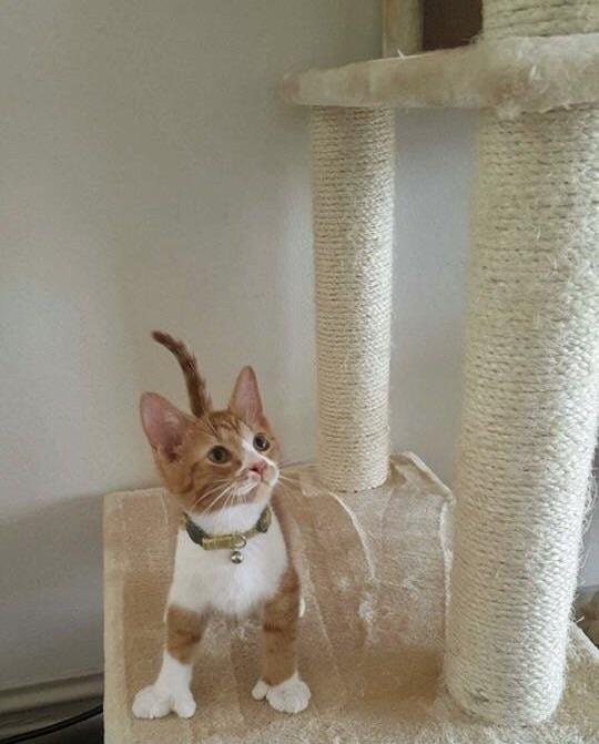 O pisica cu... degete