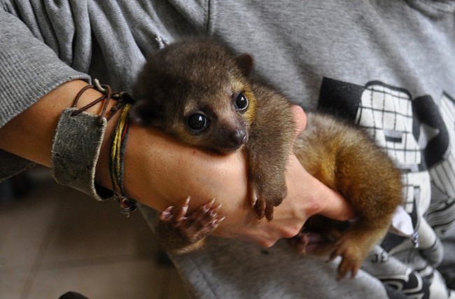 Kinkaju este un animal care isi poate intoarce picioarele in directia opusa, pentru a alerga si cu spatele