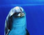 Atunci cand vor sa doarma, delfinii isi opresc doar una dintre emisferele creierului si inchid ochiul opus emisferei oprite. In acest timp, cealalta emisfera a creierului monitorizeaza ce se intampla in mediul inconjurator si controleaza respiratia delfin