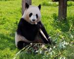 Ursii Panda sunt in calduri doar 48 de ore pe an