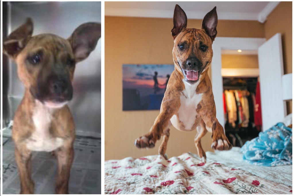 Hank - un caine abuzat de fostul proprietar, are acum stapani iubitori, care au grija de el