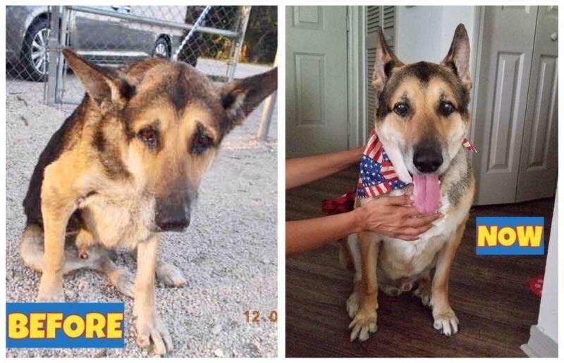 Jake nu mai stie ce este suferinta, de cand a fost luat de la un adapost de animale