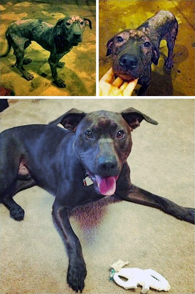 Un pitbull salvat de la moarte de noua familie