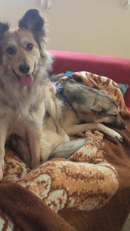 Caini care nu inteleg conceptul de spatiu personal