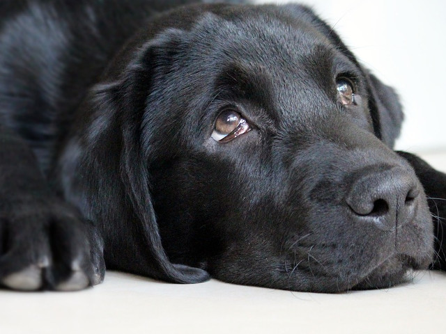 Chipul trist care iti frange inima