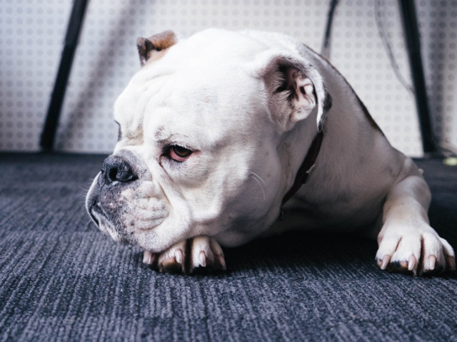 "Intr-o bataie ceea ce conteaza nu este neaparat marimea cainelui, ci marimea bataii din interiorul cainelui" (Dwight D. Eisenhower)