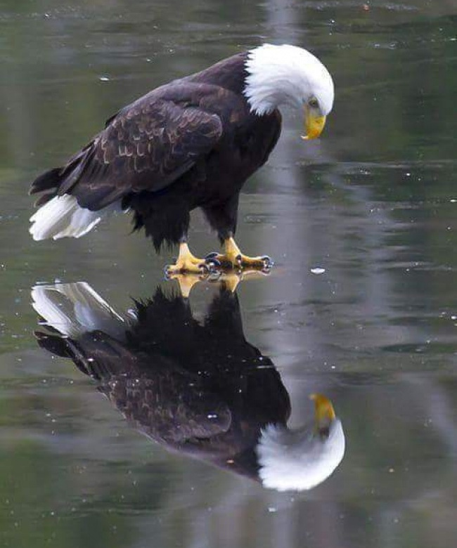 Doar un vultur care se admira in "oglinda"