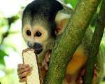 Devin cele mai simpatice animale cand mananca