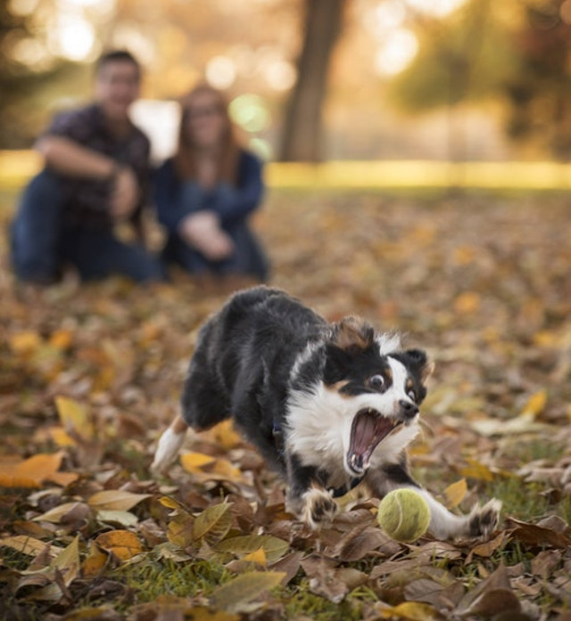 Bucuria oferita de o... minge de tenis