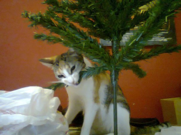Caini si pisici care vad un dusman in bradul de Craciun