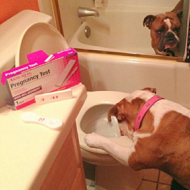 Nu, nu e test de sarcina pentru caini, dar coincidenta e amuzanta