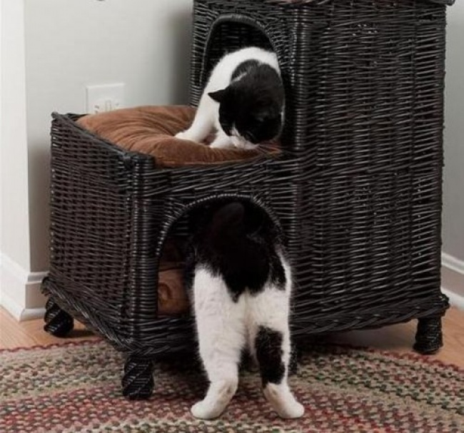 O pisica prea... lunga