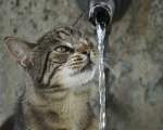Pisicile sunt solide sau lichide? Premiile "anti-Nobel" au rasplatit cele mai absurde cercetari ale anului
