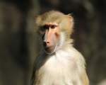 O maimuta din Zambia a lasat un intreg oras fara curent electric