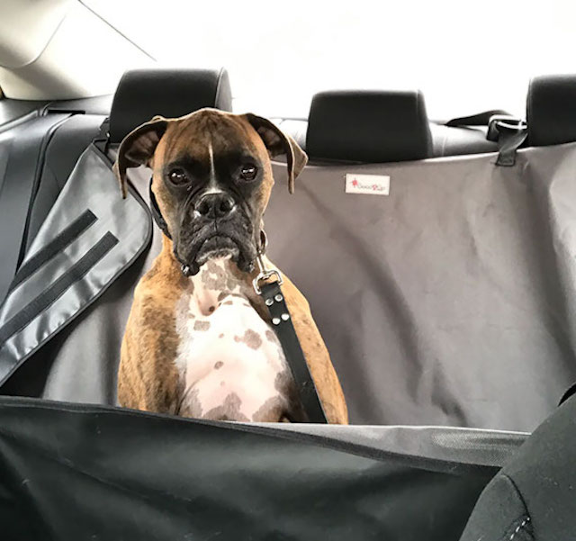 Un caine traumatizat de un vaccin pe care tocmai l-a facut