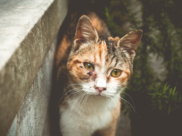 Cum sa nu-ti doresti sa o ajuti?