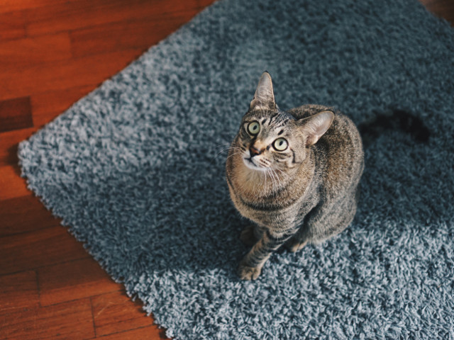 Nu ii poti refuza nimic cand se uita asa la tine si...