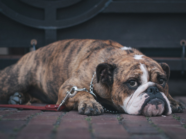 Parca nimic nu ii poate aduce consolare