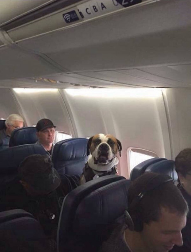 Cel mai cuminte pasager