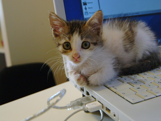 Laptopul sau calculatorul atrag pentru ca emana caldura