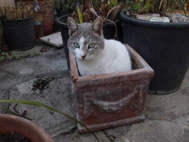 Aceasta pisica pare sa se simta destul de bine in ghiveci