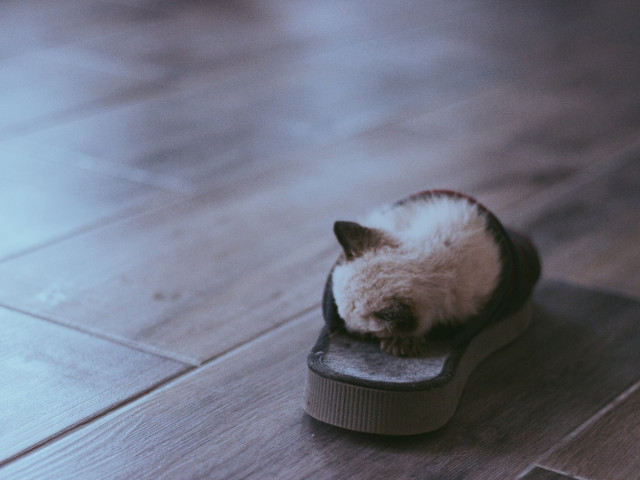 Un ghemotoc de blana intr-un papuc